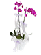 Fusya orkide anlami